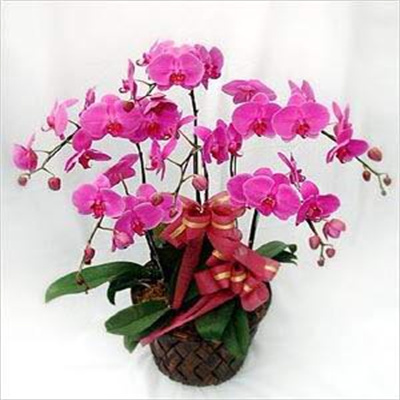 蝴蝶兰