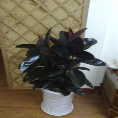 橡皮树