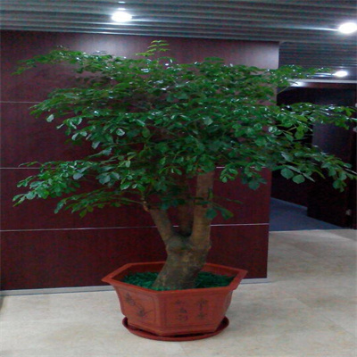 幸福树
