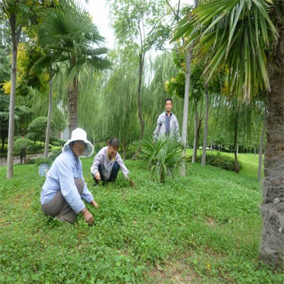 园林养护 景观绿地养护 草坪养护管理