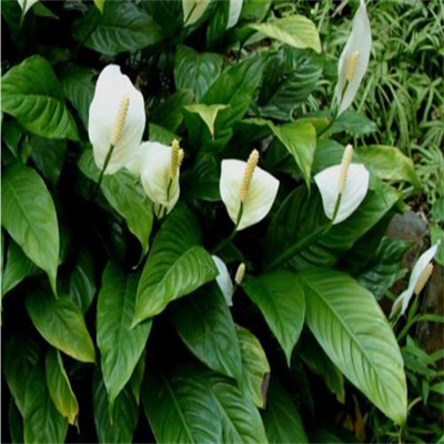 白掌（苞叶芋、和平芋）