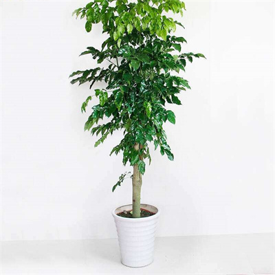 单杆幸福树