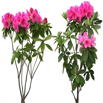 杜鹃花
