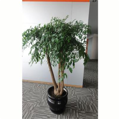 多杆幸福树