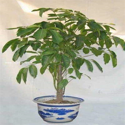 多杆摇钱树