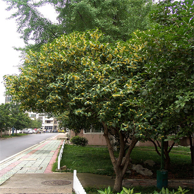 桂花树