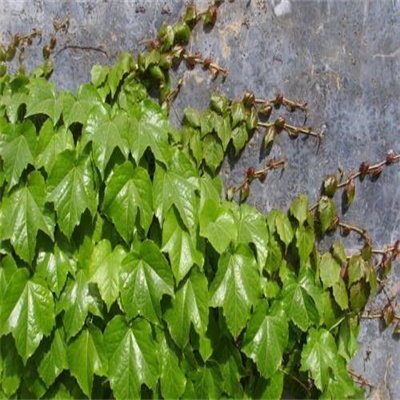 爬山虎（爬墙虎）