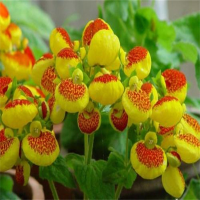 蒲包花（荷包花）