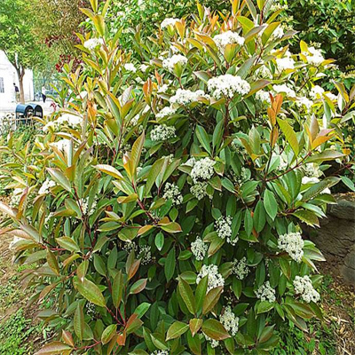 石楠