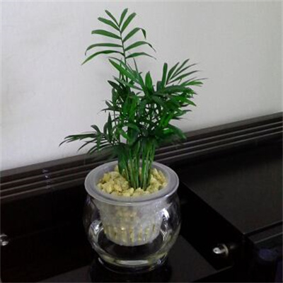 水培袖珍椰子