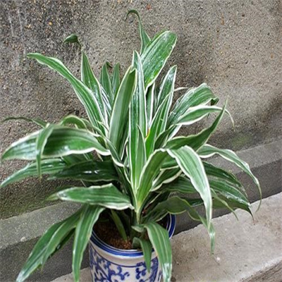 银边铁（香龙血树）
