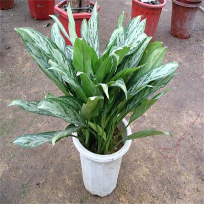 银皇后（银后万年青）