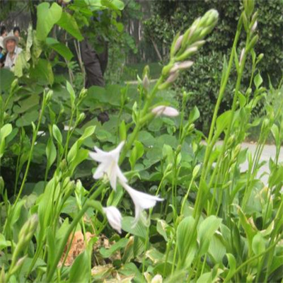 玉簪（白鹤花）